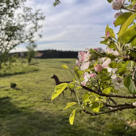Kleines Paradies Mit Privater Sauna * Erkheim